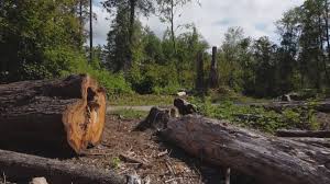 Best Tree Disease Treatment  in Wolfhurst, OH